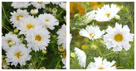 Cosmos bipinnatus &#39;Double Click Snow Puff&#39; Seeds 300 Seeds - £23.67 GBP