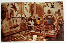 Morse Taxidermy Museum Animal Skins Tusks Warren NH Dexter Press Postcar... - $14.99