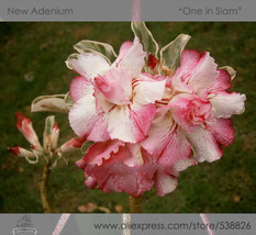 1 Professional Pack, 2 seeds / pack, Rosy Adenium Obesum One in Siam Desert Rose - £3.24 GBP