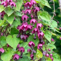 Purple Bell Clematis 20 seeds - £6.27 GBP