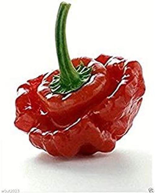 PM Scotch Bonnet Hot Pepper Seeds (30+ Seed Package) (Red Strain 3) - $3.98