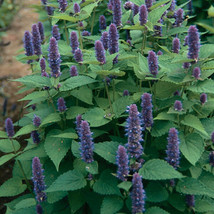 1000 seeds Anise Hyssop Express Green Spaces - $8.99