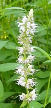 ArfanJaya 50_Seeds Agastache rugosa Alba Liquorice White Anise Hyssop Snow Spike - £14.33 GBP