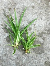 Live Spider Plant Bare Root House Plants large or small size - £4.78 GBP+