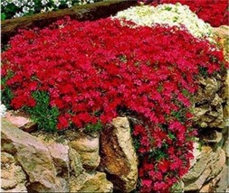 500 Of Creeping Thyme Seeds Rock CRESS - Dark Red Flowers - $11.37