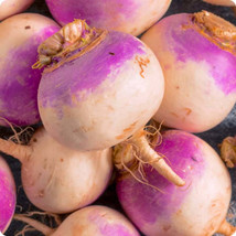 300 SEEDS LAURENTAIN RUTABAGA HEIRLOOM QUICK SPROUT SPEEDY GARDEN SETUP - $8.35