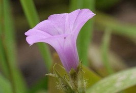 GIB Ipomoea triloba | Little Bell or Aiea Morning Glory | 10 Seeds - £11.97 GBP