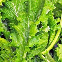 Fast Ship USA Seller Old Fashioned Mustard Salad Greens - £14.20 GBP