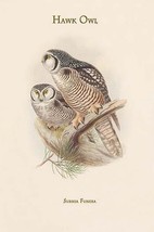 Surnia Funera - Hawk Owl by John Gould - Art Print - $21.99+
