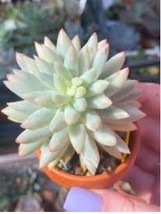 German imports of potted flowers sedum succulents - $11.12