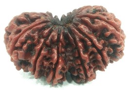 Super Collector 13 Mukhi Gauri Shankar Rudraksha - Nepal - 37.63mm-IGL Certified - $420.75