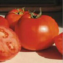 New Fresh 50 Seeds Bhn 444 Tomato Juicy Tomatoe Vegetable Garden - $7.00