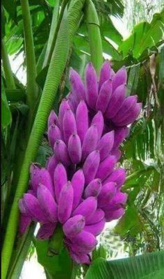 Dwarf Banana - Purple Skin, 100 SEEDS D