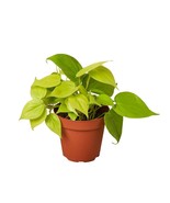 Philodendron &#39;Neon&#39;-6&quot; Pot - $1,107.98 MXN