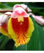 Shell Ginger 5 Seeds Alpinia zerumbet - $196.24 MXN