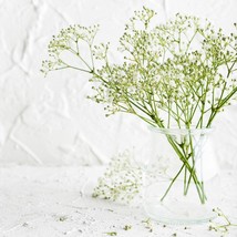 500 Babys Breath Seeds White Flowers Gypsophila Elegans Drought Tolerant... - $140.67 MXN