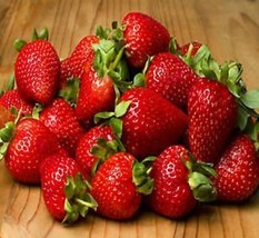 20 Ozark Beauty Strawberry Plants - Organic Non Gmo Heirloom Fruit - Bare Root - £20.36 GBP