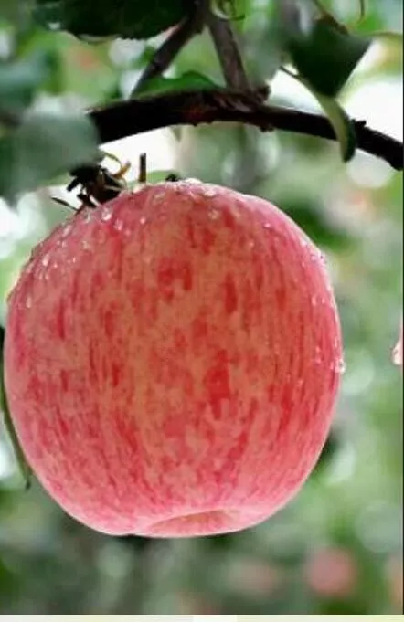 Red Fuji Apple Crisp Sweet Juicy 33 Seeds Fast Shipping US - £8.60 GBP