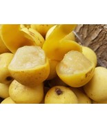 Marula seeds (Sclerocarya birrea), 15 seeds/8 USD, shipping cost is 10 U... - $30.00