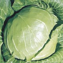 200 Seeds Early Golden Acre Cabbage White - £7.67 GBP