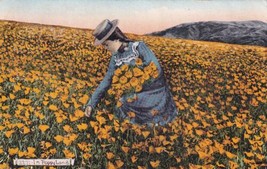 California Girl Gathering Flowers Poppyland 1912 Toronto Kansas Postcard... - £7.16 GBP