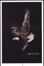 BALD EAGLE  art poster by Jan Jellins 1978 * pastel on black * 7.5 x 11.... - $12.50