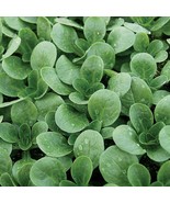 Corn Salad Mache Greens Gourmet Seeds Open Pollinated Fresh Garden Seeds - $22.67 CAD