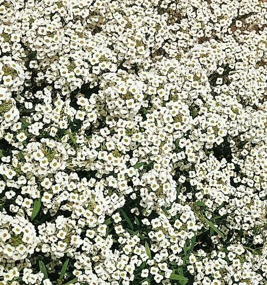 Alyssum Seeds 1500+ Carpet Of Snow White Flower Annual Bees Fresh Garden - £5.18 GBP