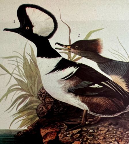 Primary image for Hooded Merganser Bird 1946 Color Art Print John James Audubon Nature DWV2K