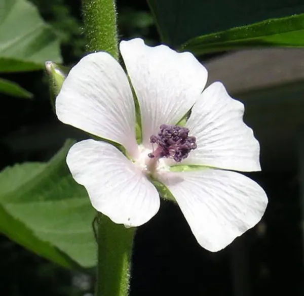 Top Seller 50 White Marsh Mallow Althea Officinalis Flower Seeds - $14.60