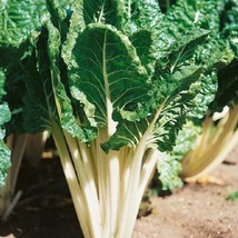 New Fresh Seeds Lucullus Swiss Chard Seeds - £10.50 GBP