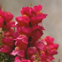 Snapdragon Seeds Floral Showers Rose 50 Seeds   - £16.32 GBP