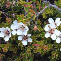 10 Leptospermum Rupestre Alpine Tea Tree Seeds For Planting   - £15.07 GBP