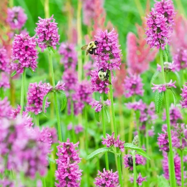 Flower Betony Or Stachys Officinalis 25 Seeds - $9.79