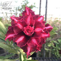 New Fresh Ji Yu Adenium Desert Rose Bonsai Seeds 2Pcs 6 Layer Dark Red Petals Wi - £3.98 GBP