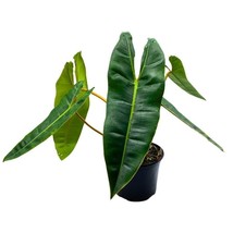 Philodendron billietiae 6 inch Washboard Abs Philo Billie Rare Indoor Plant - $37.18