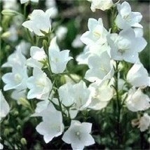 500 White Peach Leaved Bellflower Campanula Persicifolia Flower Seeds - £15.66 GBP