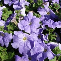 US Seller Free Shipping 50 Petunia Seeds Ultra Blue Sky Seeds - £9.68 GBP