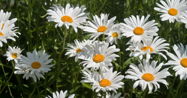 Roman Chamomile Seeds 1000+ Herb Medicinal Fragrant Groundcover Perennial Fresh  - £6.54 GBP