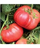 Crnkovic Yugoslavian Tomato Seeds (((25 Seed Packet))) (More Heirloom, O... - $4.75