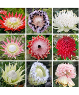  50 Fresh Protea CynaroidesFlower Variety Complete (Mixed Color) - (Color: Mix)  - $8.00