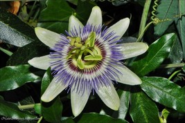 Exotic Passiflora Caerulea Passionflower Seeds 10 Seeds - $10.53