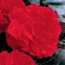 USA SELLER 15 Begonia Seeds Begonia Gogo Bright Red Series Begonia Pelleted Seed - $19.00