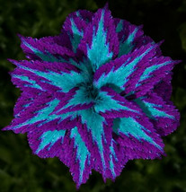 USA Seller 15 Seeds Heirloom Coleus Seeds Beautiful Mix Color Flower Plant  - £6.76 GBP