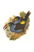 Grey Breasted Mountain Toucan by John Gould - Art Print - £17.57 GBP+