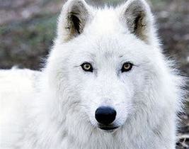 HAUNTED WEREWOLF male Shape Shift  power white Powerful Werewolf  mysterious - £53.10 GBP