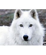 HAUNTED WEREWOLF male Shape Shift  power white Powerful Werewolf  myster... - £53.24 GBP