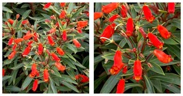 Gloxinia Sylvatica Plant Bolivian Sunset Attracts Hummingbirds &amp; Butterflies - £38.22 GBP