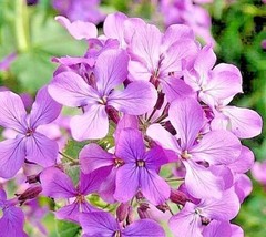 1000 Seeds EVENING SCENTED STOCK &quot;Perfume Plant&quot; Fragrant Lavender NIGHT... - £12.97 GBP