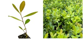 Live Plant Yerba Mate - Ilex paraguariensis - Live Plant - £34.36 GBP